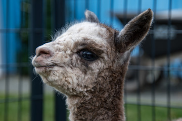 A one day old alpaca baby giving a big grin to the world 
