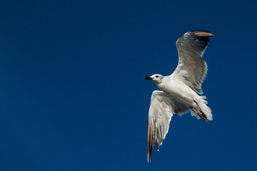 gaviota