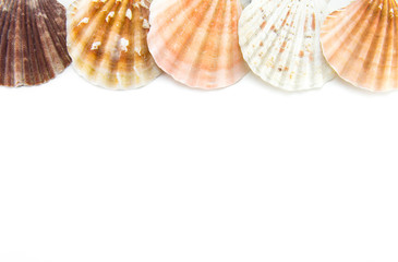 White isolated background and sea and ocean shells (scallops) on top of an even strip. Space for text and space to fill. Template for inscriptions and mollusks