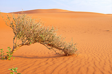 Fototapeta na wymiar A shrub growing on a hot dry desert land. Plant adaptation and survival in extreme environment.