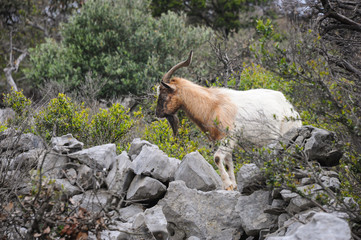Wild goat standing in dry vegetation on the island Cres