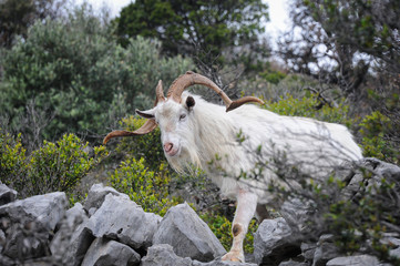 Wild goat standing in dry vegetation on the island Cres
