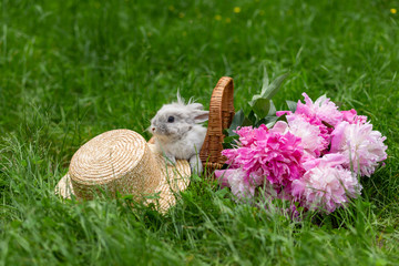 Fluffy cute white rabbit bunny in wicker basket with pink peonies and straw hat in the middle of a lawn with green grass in the park on a sunny day