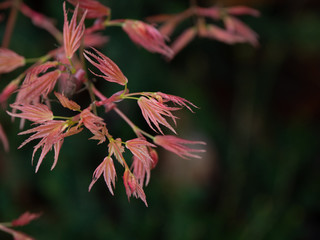 OLYMPUS DIGITAL CAMERA  - GARDEN IN THE RAIN