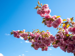 cherry tree branches in full bloom against blue sky in the spring