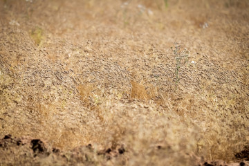Cumin white flower - Latin name - Cuminum cyminum,cumin plant grows in the garden,agriculture of cumin,