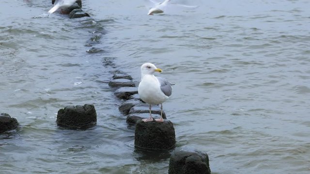 Seagull stands still  on a breakwater while waves crash beneath it.
