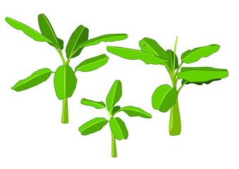 colour banana tree on white background illustration vector