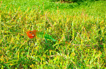 хамелеон в саду