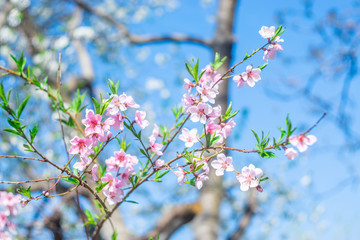 pink flowers of a peach tree in the spring. flowering trees in the orchard