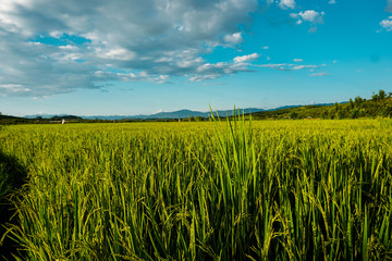 Golden rice fields, rice fields