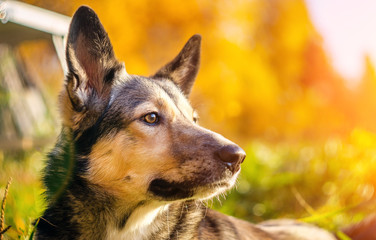 portrait of a dog on a natural autumn background selective focus