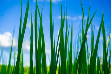 Rice plantations are growing