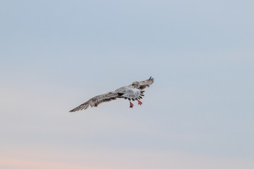 Free flying seagull on the beach