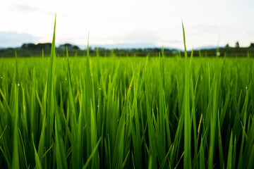 Fields are lush with the sky