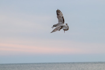 Free flying seagull on the beach