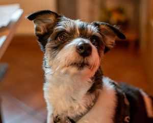 hund,welpe,haustier,hübsch,schnauzer,