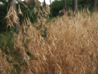 Bromus tectorum – cheatgrass or drooping brome, invasive annual grass with nodding seed heads,...