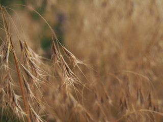 Bromus tectorum – cheatgrass or drooping brome, invasive annual grass with nodding seed heads, commonly found in dry grasslands, disturbed soils, and roadsides across temperate regions