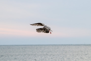 Free flying seagull on the beach