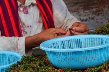 Close up of ambodian women hands working in a pepper field in Kampot, Cambodia.