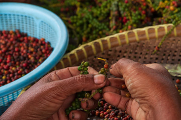 Close up of cambodian women hands working in a pepper field in Kampot, Cambodia.