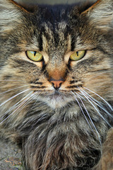 Fototapeta na wymiar Portrait of grey wild cat
