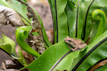 Gray tree frog on green leaf fern.