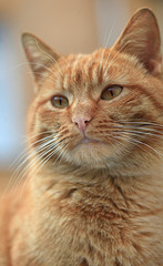Portrait of wild red cat