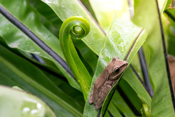 Gray tree frog on green leaf fern.