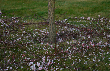 Prunus armeniaca Armeniaca vulgaris apricot tree in bloom just pruning branches cut to spawn more...