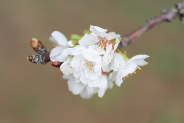 Detail of different flowers of fruit trees