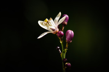 Fototapeta premium fiore