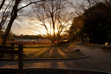 夕暮れの公園の風景・服部緑地