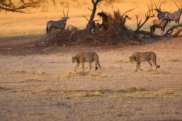 Cheetah and orxy fighting