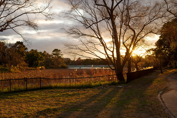 夕暮れの公園の風景・服部緑地