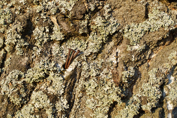 the bark of the birch with blue moss and two rusty nails in it