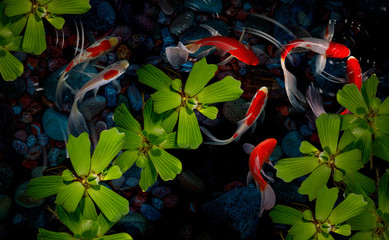 Koi FIsh colorful decorative fish float in an artificial pond, view from above