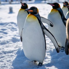 Fototapeta premium 散歩するコウテイペンギン