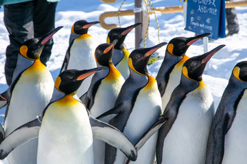 散歩するコウテイペンギン