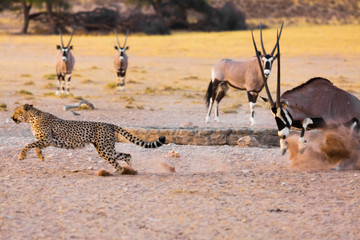 Obraz na płótnie Canvas Cheetah and orxy fighting