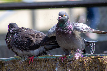ハトの水浴び