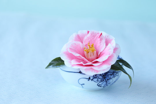 12 284 Best 椿 Images Stock Photos Vectors Adobe Stock 12 284 Best 椿 Images Stock Photos Vectors Adobe Stock
