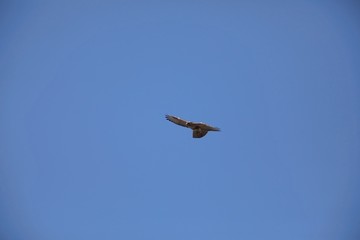 ノスリの飛翔