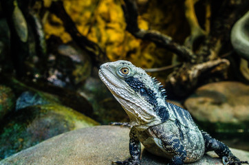 Agame lizard with thorns portrait close-up