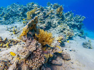 colorful corals and exotic fishes at the bottom of the red sea. beautiful natural summer background