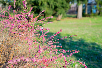 Obraz premium Snowberry - bushes with inedible berries. Nature photo in spring