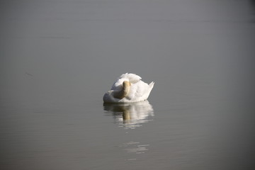 Graceful white swan in lake reeds