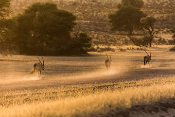 Obraz na płótnie Canvas Oryx Antelope