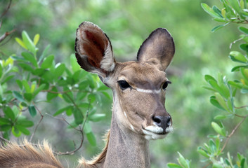 Female Kudu Sabi Sands Game Reserve